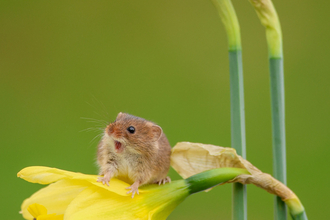 Harvest Mouse 