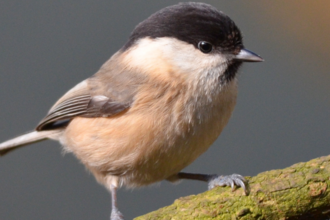 Willow tit at Pennington Flash. Photo by Peter Smith