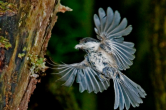 A willow tit in flight