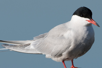 Common Tern