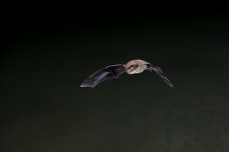 Bat in flight