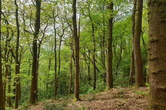 Tall oak trees with green leaves