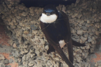 House Martin looking straight at camera from it's nest. Photo by Dave Steel