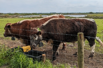 Two male longhorn cattle wearing GPS collars at a water trough in Lunt Meadows