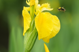 Yellow Iris 