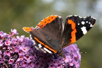 Red Admiral 