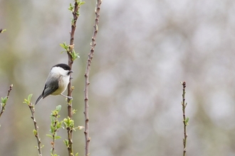 Willow tit on a branch