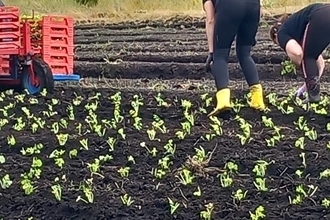 Two people planting small green lettuce plants in a field