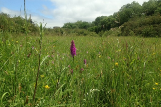 Purple orchid in wildflower meadow at Cross Hill Quarry