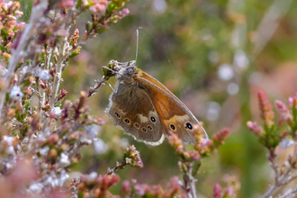 Large heath butterfly on Winmarleigh Moss.