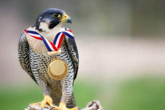 A peregrine falcon sitting on a post with a gold medal photoshopped on it