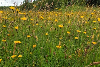 Yellow Meadow Event at Heysham 
