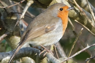 Robin 