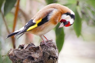 'The Thinker' Goldfinch 