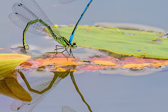 mating Azur Damselflies 