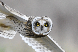 Short eared owl in flight looking directly at the camera