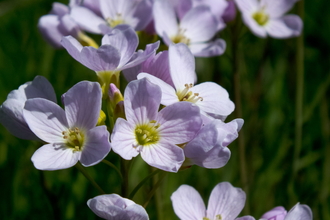 Cuckoo flower by Patrick Jefferies