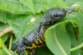 Great crested newt. Rare and protected. Credit: John Bridges