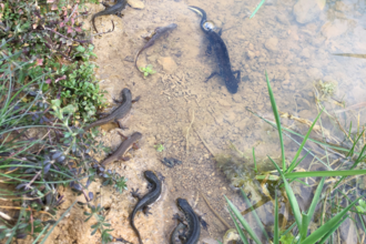 Great crested newt and smooth newts. Credit: Will Sheppard, Senior Conservation Officer.