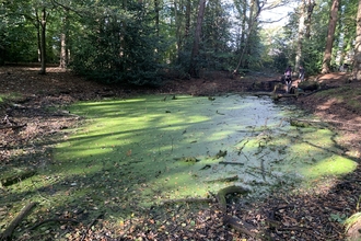 Photo of a pond covered in duckweed