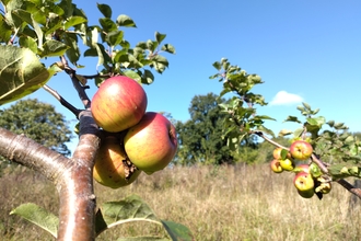 Red and green apples on an apple tree with green leaves