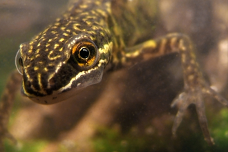 smooth newt