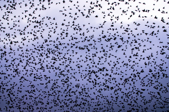 Starling murmuration over Brockholes by A.J.Critch Wildlife