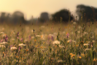 Eades meadow