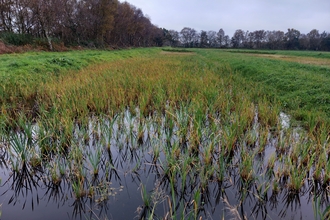 A crop of typha (bulrush) growing at the wetter farming typha trial site in Greater Manchester. 