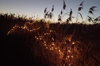 Lunt Meadows reedbed lit up with fairy lights