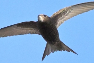 Swifts 