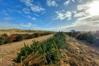 Christmas Tree Planting 2022