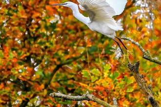 Little Egret 