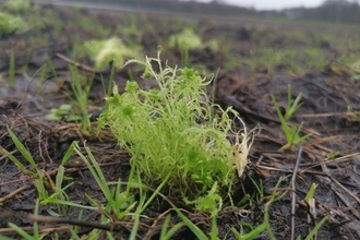 Green sphagnum moss plug plant