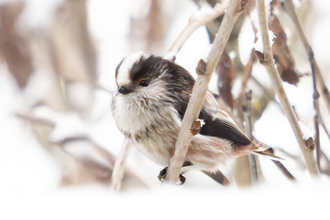 Long Tailed Tit in the snow 