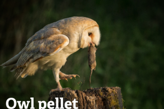 A barn owl stands on a tree stump with a mouse in its beak. The words owl pellet workshop are written over the photo.