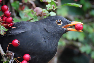 Feeding on the berries of winter, Taken at Brockholes 