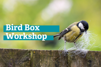 a great tit holds some animal fur in its beak while sitting on a fence, next to the text 'bird box workshop.'