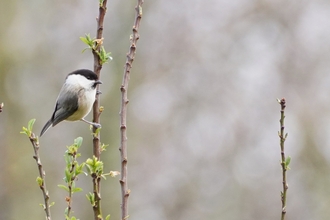 Willow tit