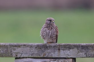 A kestrel sits on a gate above a wooden sign that says 'wildlife only!'