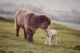 A mothers love