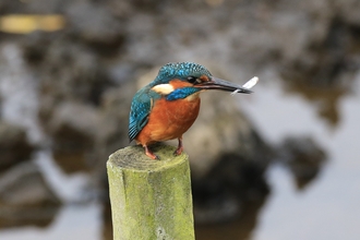 A kingfisher perches on a fence post holding a small fish in its beak