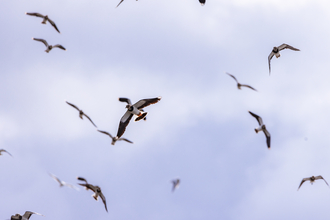 Birds in the sky over Lunt Meadows. Photo by Alex Critchley 