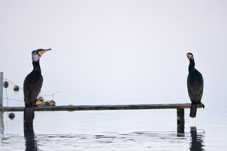 Cormorants at Seaforth 