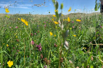 Wildflowers on Lytham St Anne's LNR (C) Jess Newman