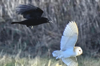 A raven chasing a barn owl at Lunt Meadows. Credit Kevin Hall