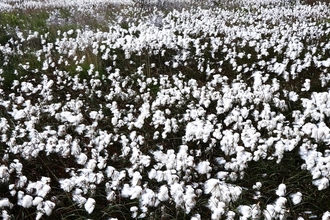 Cotton grasses at Cadishead Moss by Dave Steel