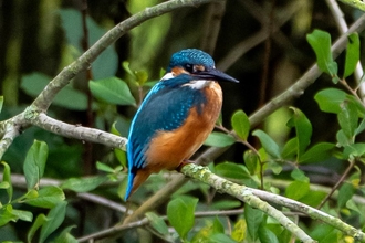 Kingfisher sitting on a tree branch at Brockholes Credit Craig Smith
