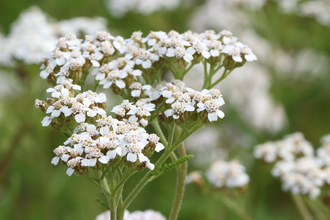 White flowers of yarrow (Achillea millefolium) in bloom