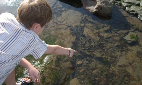 Rockpooling